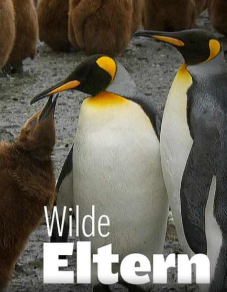 大自然中的父母之爱 第一季